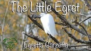 The Little Egret Documentary (White Heron) UK birds British Wildlife 4K video