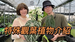 特殊觀葉植物介紹［翡歐娜視記］ep.114#天南星科