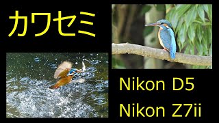 カワセミ　捕食水中飛び込み写真　Nikon D5   Nikon Z7ii