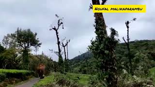 wild elephant walk with Road nelliyampathy