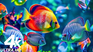 In The Aquarium You Can See Huge Sea Creatures 4K (ULTRA HD) - The Most Beautiful Fish In The World