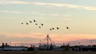 Oct 5 ,  geese w sunset