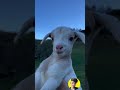 cute and funny baby goat Funny Animal Sounds In Wildlife: Moments#viral #animals #dog #goat #cat