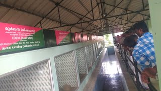 നാട്ടിലെ 60 വയസ്സ് കഴിഞ്ഞ കാരണവർമാർക്ക് snake park കാണിച്ചുകൊടുത്തപ്പോൾ