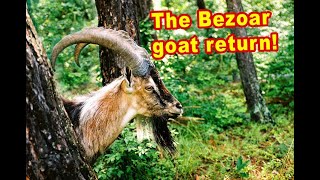 ნიამორის დაბრუნება, The return of the Wild goat, Die Rückkehr der Wildziege (Capra aegagrus),