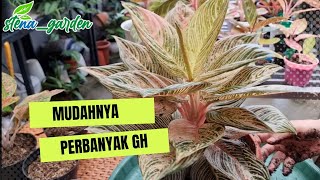 Cara mudah memperbanyak Aglaonema : Golden Hope dan Mahasety