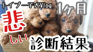 【子犬1ヶ月Vlog】トイプー子犬出産の傷は?！診断結果報告（悲しい）生後１ヶ月の成長の変化がすごい