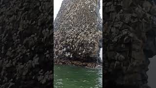 birds in Kamchatka. Kamchatka. a nest of birds. #tourism #russia #kamchatka #nature #wild