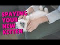 Spaying Female Kittens | Two Crazy Cat Ladies