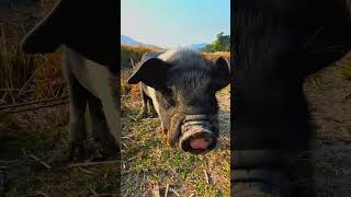 মই এটা গাহৰি,//assamese  video//gahori song //pig song //