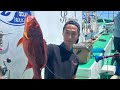 伊豆下田　龍正丸　銭洲　チビムロ泳がせ　カンパチ狙い🎣