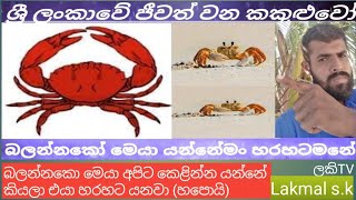 ( ලකිTV )මුහුදු වෙරළ  ආශ්‍රිත ව  ජීවත් වන මේ වගේ කකුළුවන් දැකලා තියෙනවද බලන්න ..... lakmal sk