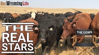 The Cows of the Ranch and How They Think