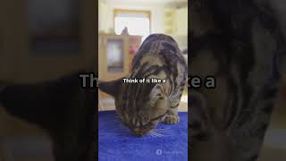 How Cats Survive High Falls! 🐱 #catvideos #catlover #cute