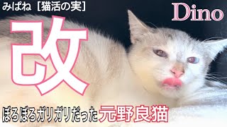 みぱねサブチャン（改）ディノ治療成功？・改善の兆し！・ぬしコロナ？・猫活の日々の苦悩！