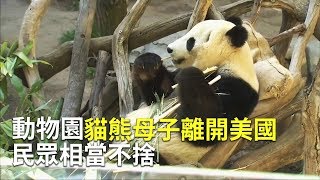 動物園貓熊母子離開美國 民眾相當不捨【大千世界】明星動物｜貓熊保育