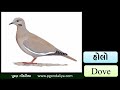 પક્ષીઓનો પરિચય અવાજ સાથે birds intro with voice in gujarati k.g. kids video by puran gondaliya