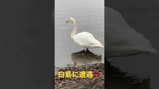 白鳥に遭遇🦢