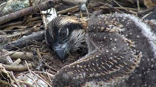 How Fast do Osprey Chicks Grow?