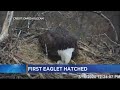 Some Good News: First Eaglet Hatches On DNR Eagle Cam