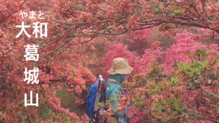 ツツジを見に葛城山へ