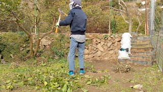 レモン木の伐採と、ミカンの木の剪定 ( 12月2022年 )