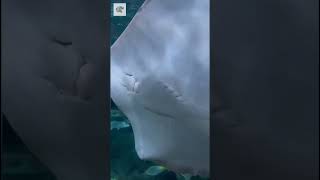 Stingray Greeting Humans #animals