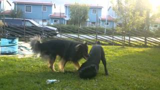 Cane Corso vs Finnish Lapphund