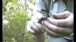 Poplar Hawkmoth