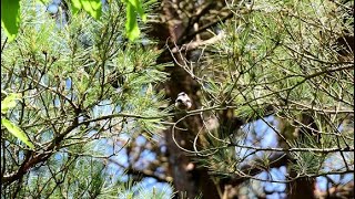 子育てが終わったエナガ / Long-tailed tits after raising their young