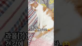 #잠에 취한 고양이#헠!..고양이가 이상해 ㆍ 🙀#shorts