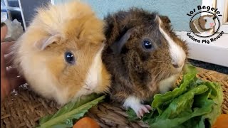 Guinea Pigs!!!!!!!!!!!