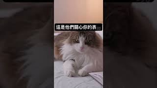 貓咪愛你的十大表現，看看你家主子對你是什麼感覺吧#cat #shorts #貓咪 #daily #cute