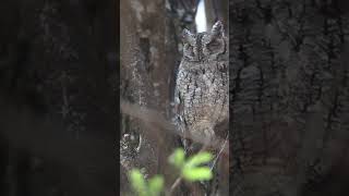 Mitos Burung Hantu