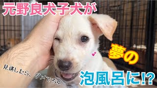 怯えていた子犬も、お風呂が好きになっちゃた😚野良犬ではあり得ない🥹あの夢の様な泡風呂❤️を⁉️