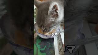 子ネコの食事が下手すぎてwww #shorts #猫 #保護猫