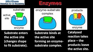 B.2 Enzymes (SL)