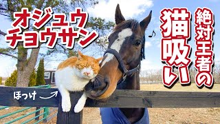 オジュウチョウサン、猫吸いに目覚める｜ヴェルサイユリゾートファーム