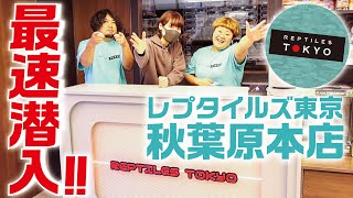 【オープン直前‼️】都内に爆誕した最高の爬虫類ショップを紹介します🦎✨