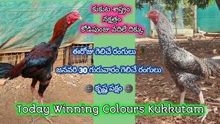 30 January 2025 Today Winning Colours// PVR Farming Channel//Kukkuta Sastram