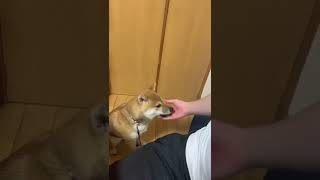 【出てきて】ソファの下の住人【ShibaInu】#shorts #かわいい