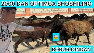 BOBURJONDAN 2000 DAN OPTIMGA BOGOZ QOYLAR KELDI SHOSHILING