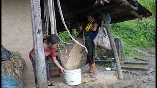 Primitive harvesting  system of maize in village || Rural life