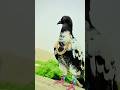 Kabootar Pigeon birds video kabutar #youtubeshorts #short #shorts