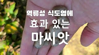 #마씨앗 #역류성식도염 에 좋은 마의 씨앗 영여자