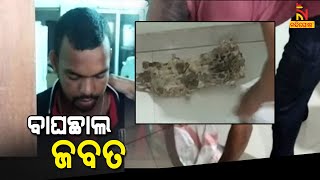 Tiger Skin Seized From A Hotel In Baripada, 1 Held | NandighoshaTV