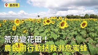 荒漠變花田！墨西哥農民用行動拯救瀕危蜜蜂｜蜜蜂生態保護