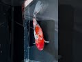 【ジャンボ東錦 フナ尾 】❗️ 金魚 熱帯魚 aquarium 池 youtubeshorts