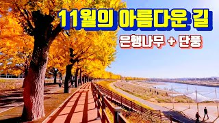 (2024.11.18) 11월의 아름다운 길 / 곡교천 은행나무길 / 독립기념관 단풍길 / 11월 한정