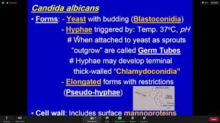 Lec. 7 | Microbiology ( Dr. Zainalabideen ) | Candidiasis